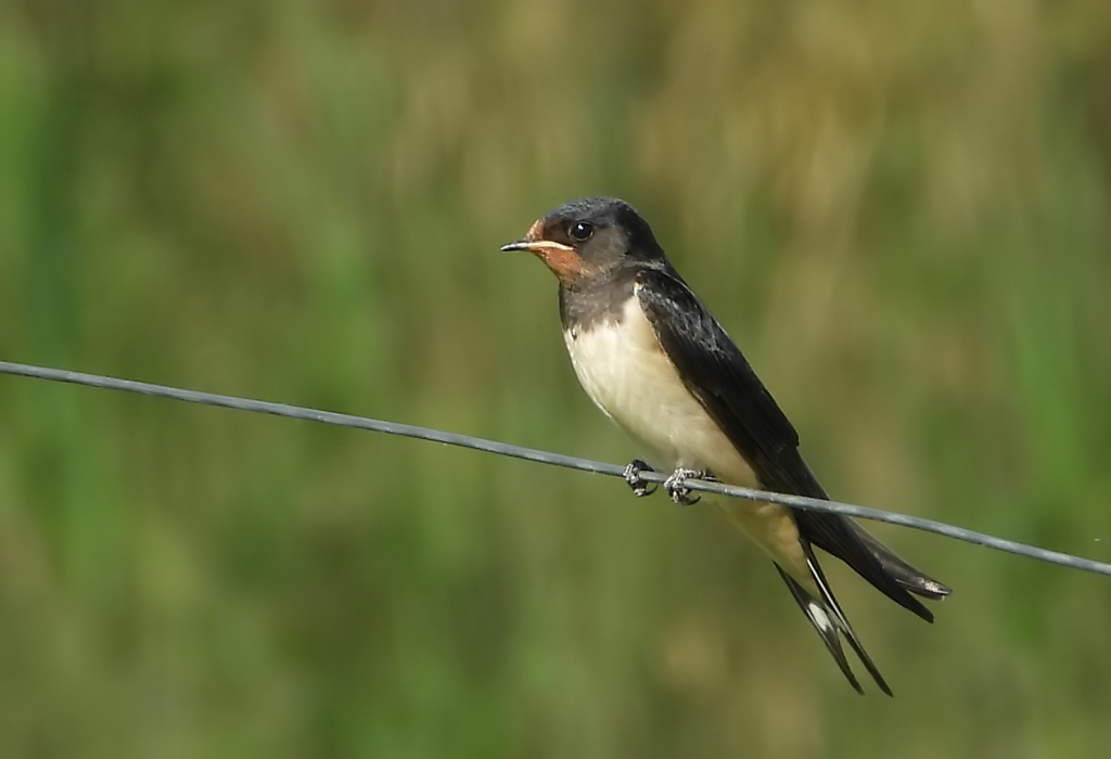 Hirundo rustica Boerenzwaluw Barn Swallow